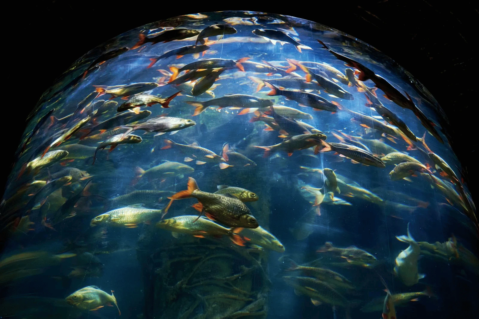 More Leads Local visiting Bournemouth Oceanarium.